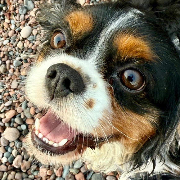 Meet your Posher, Lisa - Picture 2 of 2